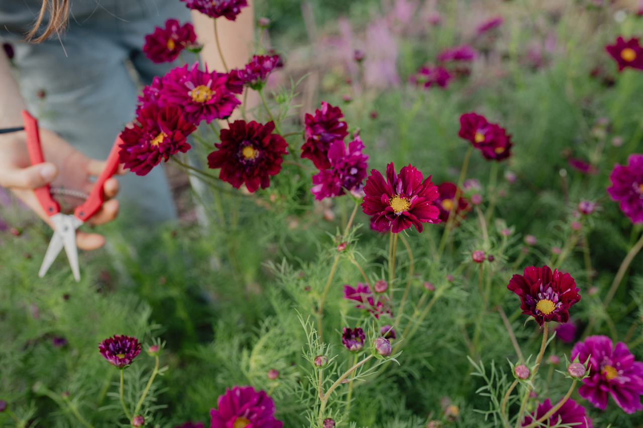 Cosmos Double Click Cranberries, Loukykvět
