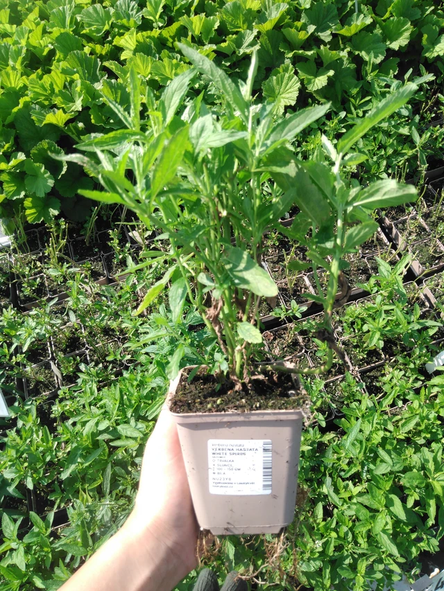 Verbena hastata White Spires - 2024