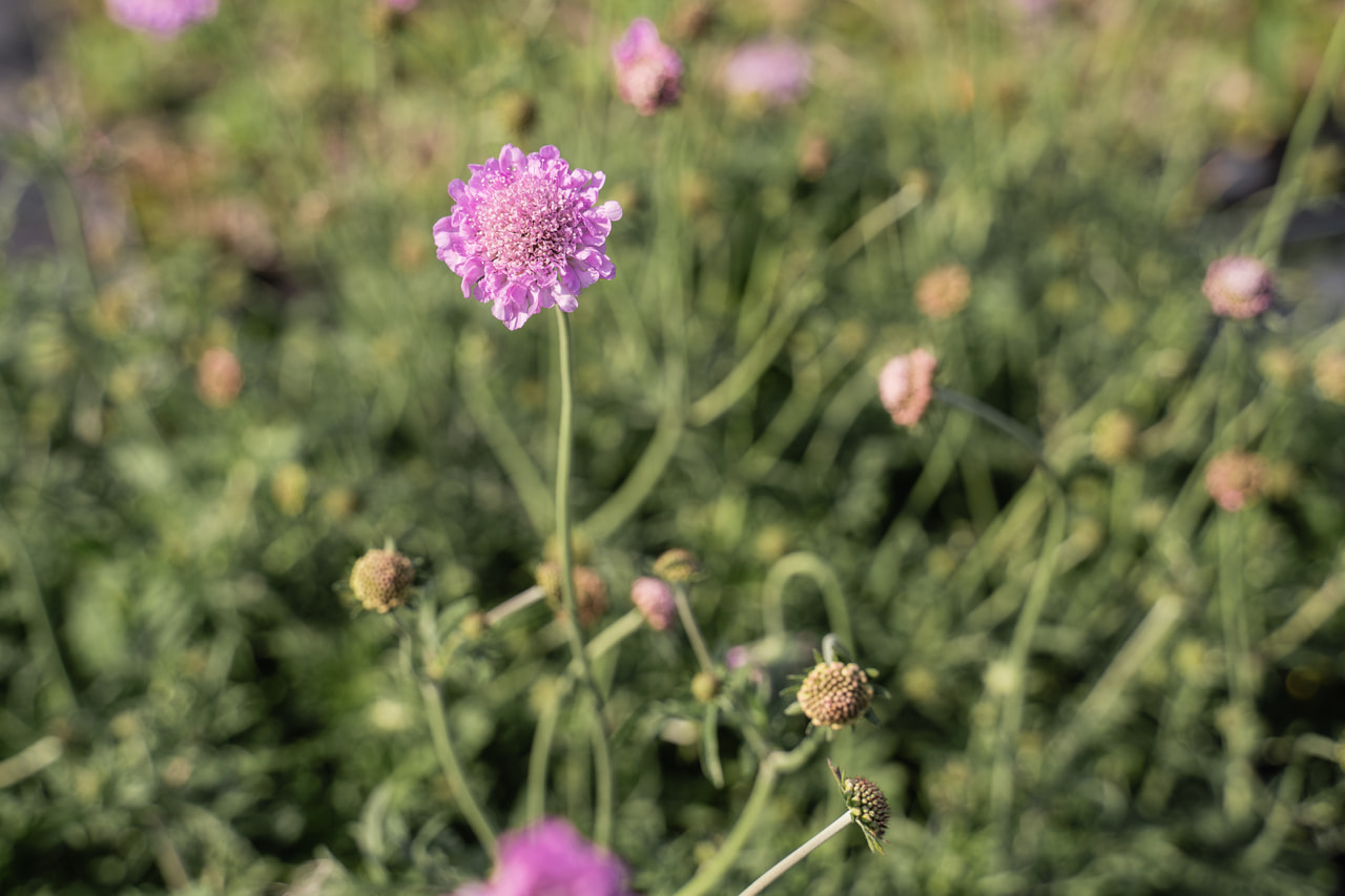 Escabiosa Pink Mist, Loukykvět