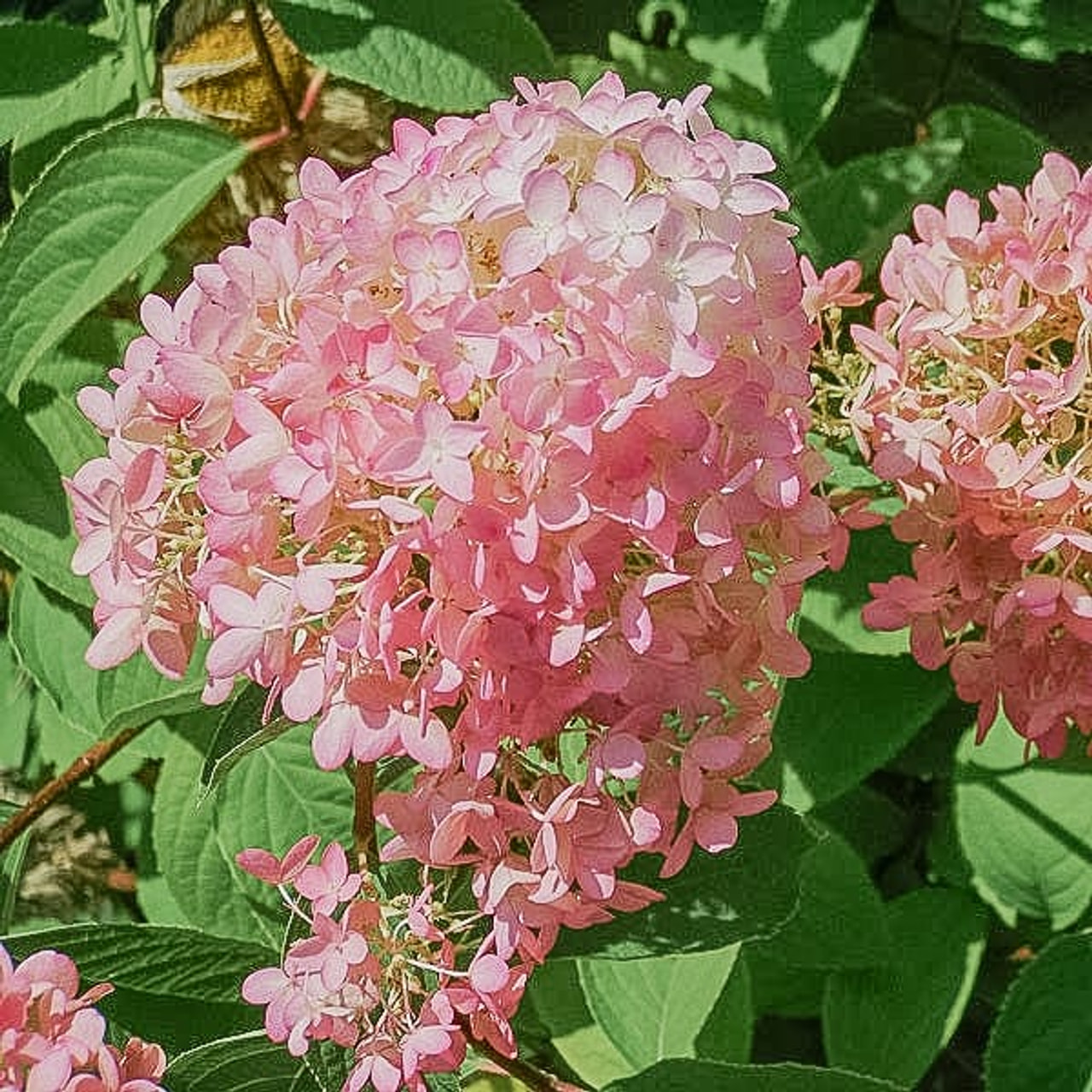 Syyshortensia Phantom, Loukykvět