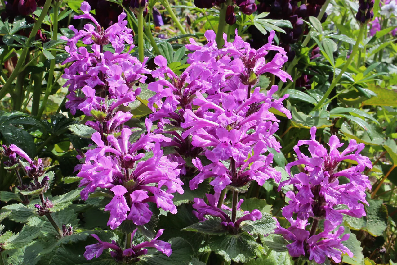 Jalopähkämö, Loukykvět