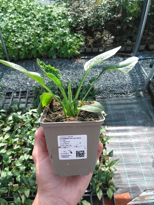 Punahattu Aloha - 20. 6. 2025