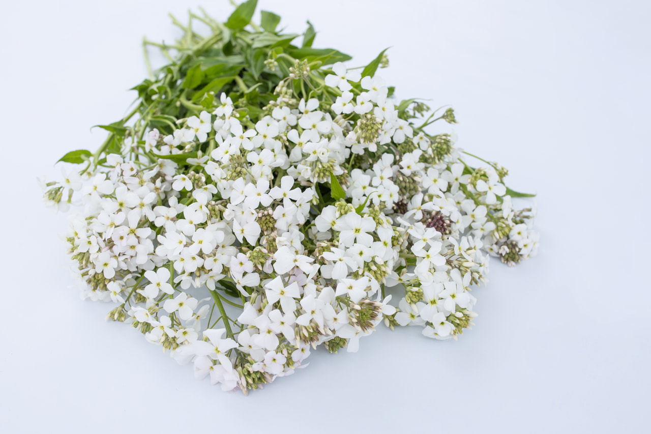 Illakko valkoinen, Loukykvět