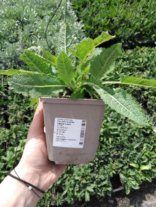 Salvia pratensis Swan Lake - 2024