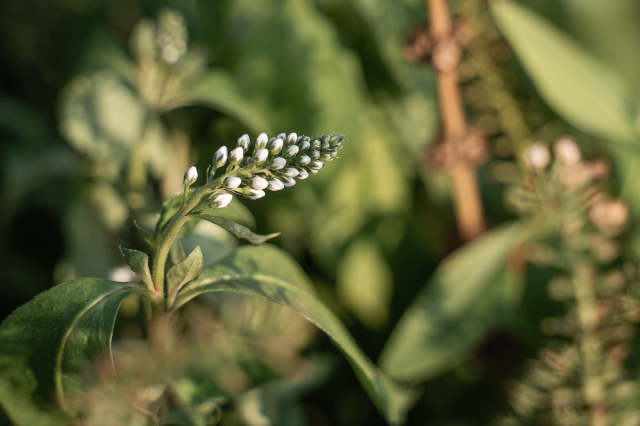 Valkoalpi, Loukykvět