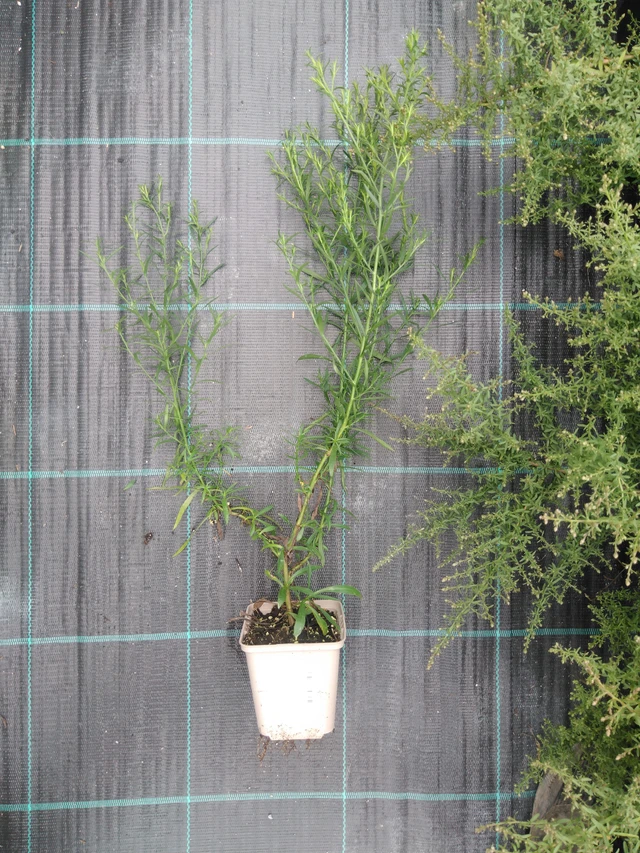 Asteri Pink Star - 2024