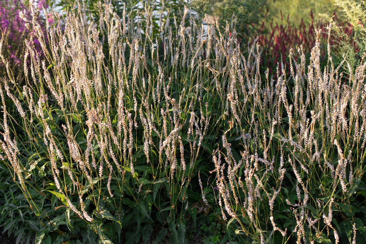 Konnantatar Alba, Loukykvět