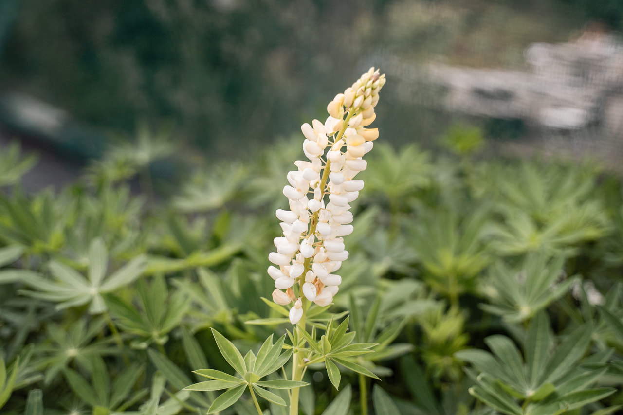 Lupiini Band of Nobles Fräulein, Loukykvět