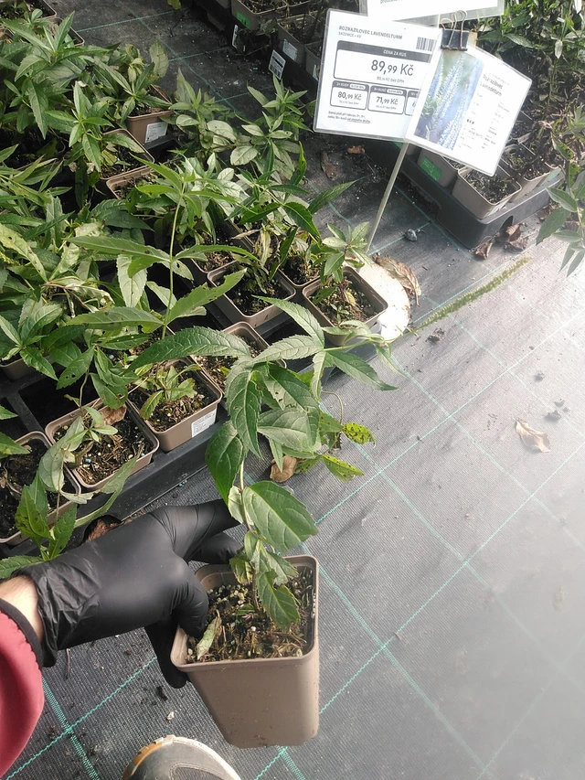 Tädykearvio Lavendelturm - 13. 10. 2025