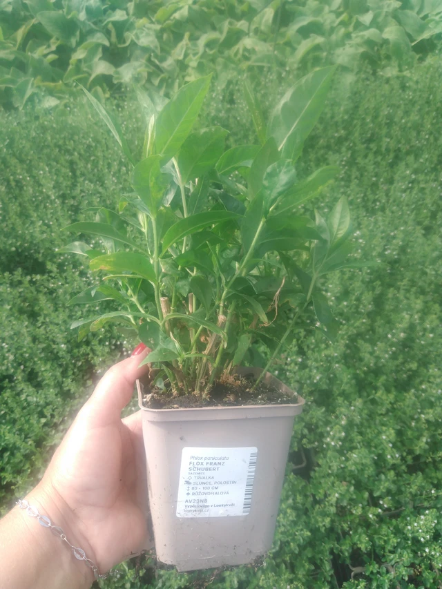 Leimu Franz Schubert - 2024