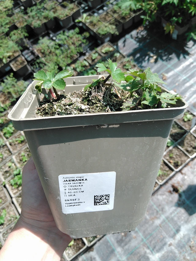 Tähtiputki - 13. 5. 2025