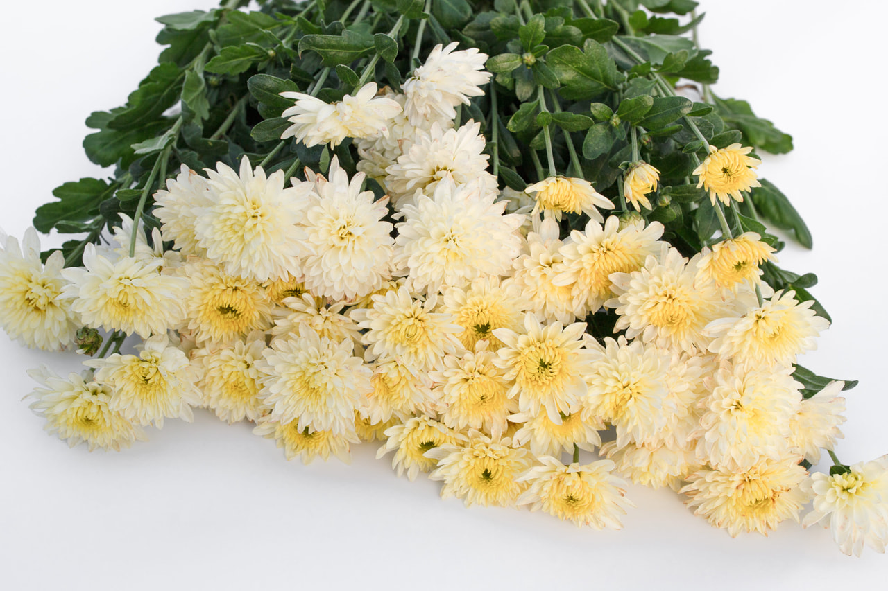 Chrysanthème Blenda White, Loukykvět