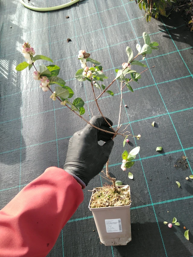 Symphoricarpos Magical Red Riding Hood - 31. 10. 2025