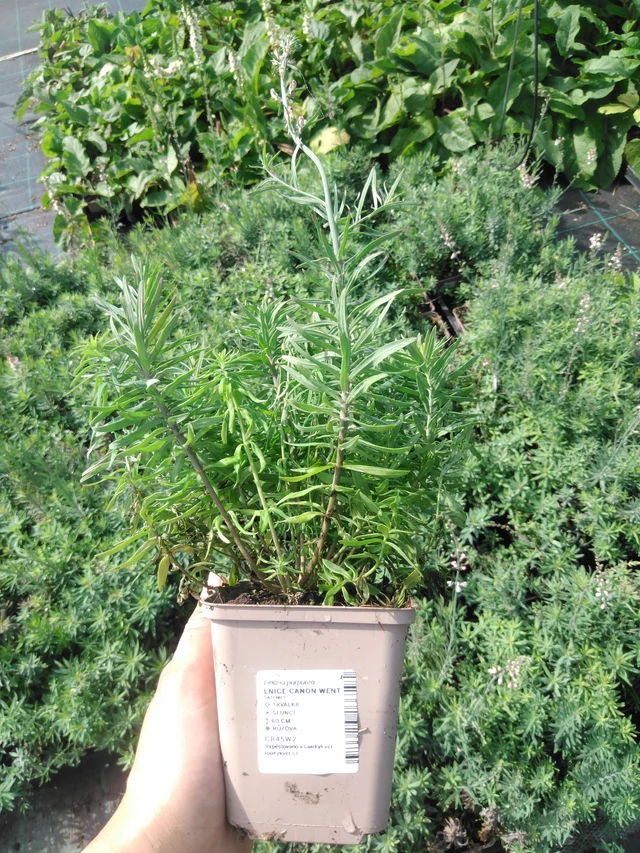 Purppurakannusruoho Canon Went - 2024