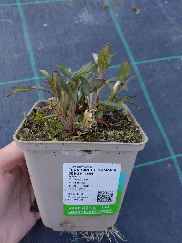 Syysleimu Sweet Summer Sensation - 27. 3. 2026