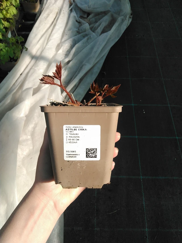 Jaloangervo Erika - 7. 4. 2026