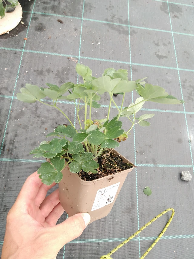 Lehtoakileija Blue Barlow - 21. 7. 2025