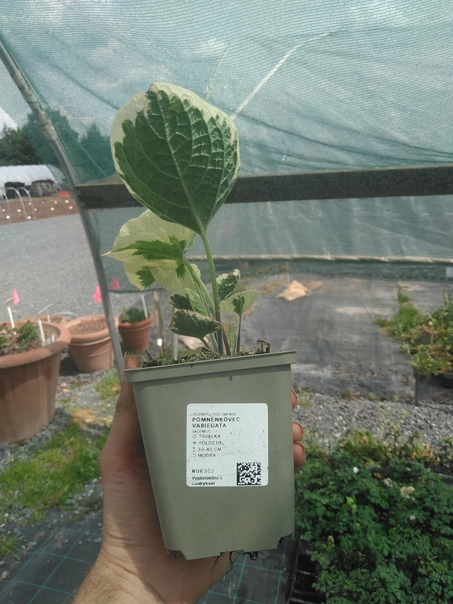 Kaukasisk Forglemmigej Variegata - 2. 6. 2026