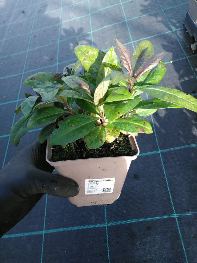 Leimu Sweet Summer Melody - 31. 10. 2025