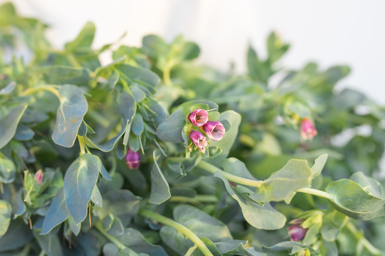 Stor Voksurt Kiwi Blue, Loukykvět