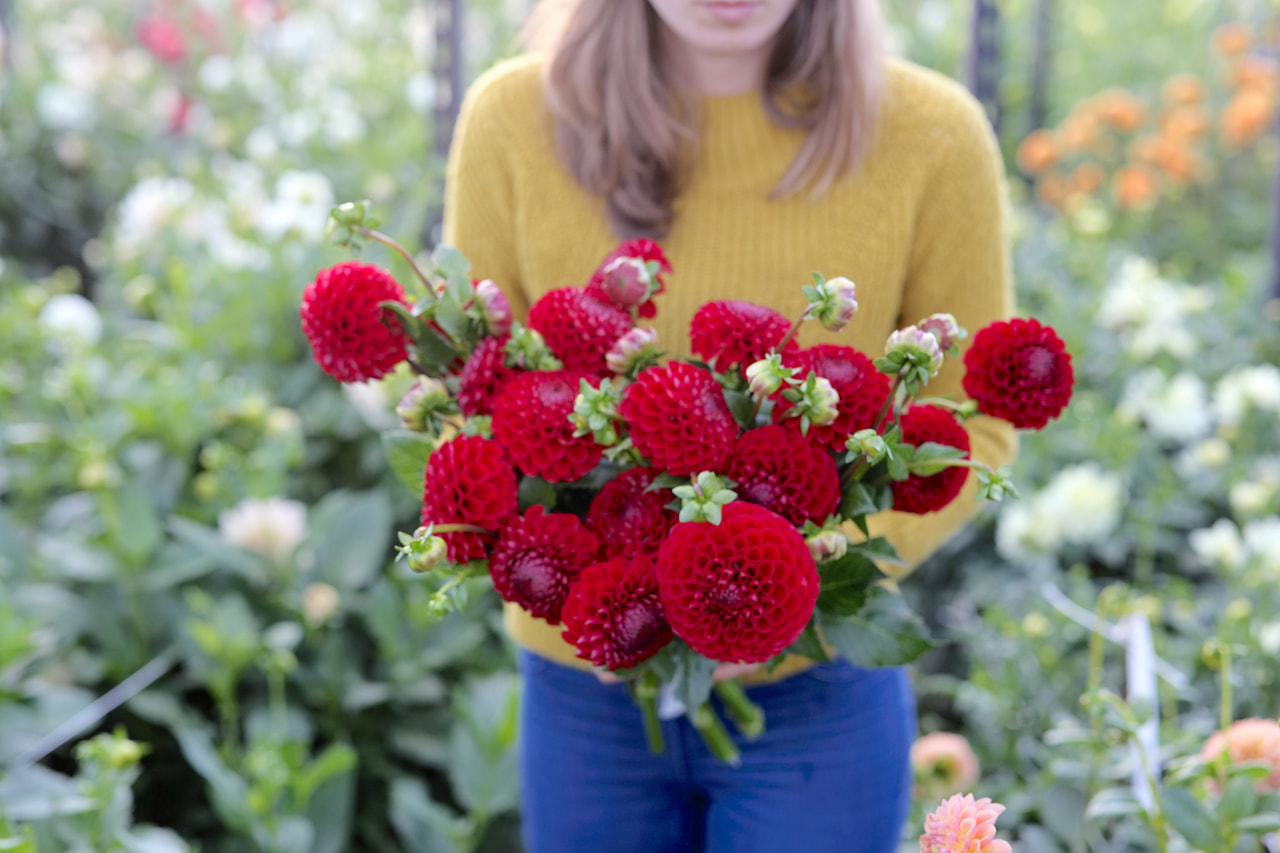 Daalia Cornel, Loukykvět