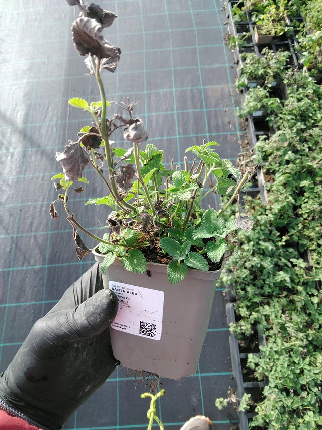 Kissanminttu Alba - 31. 10. 2025