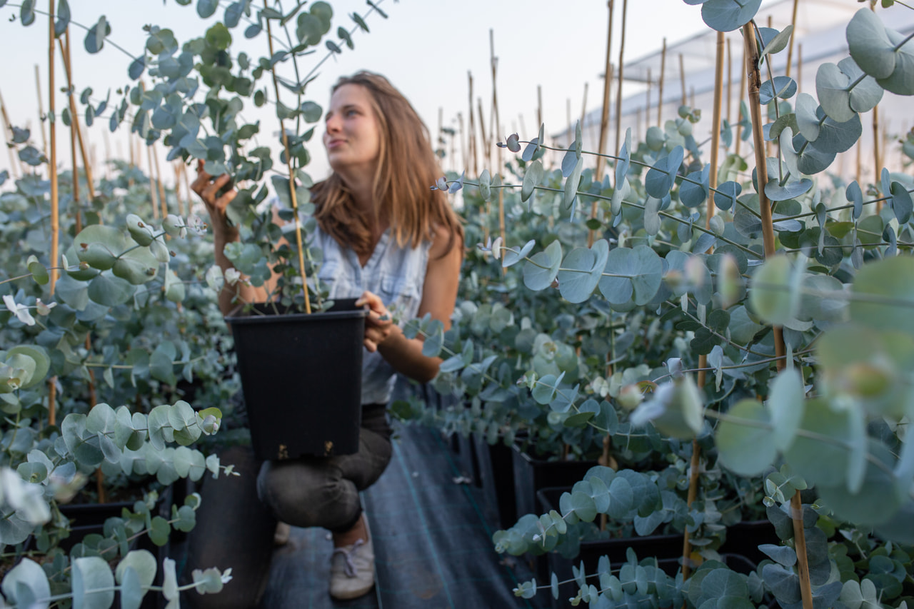 Eucalipto Silver Dollar, Loukykvět