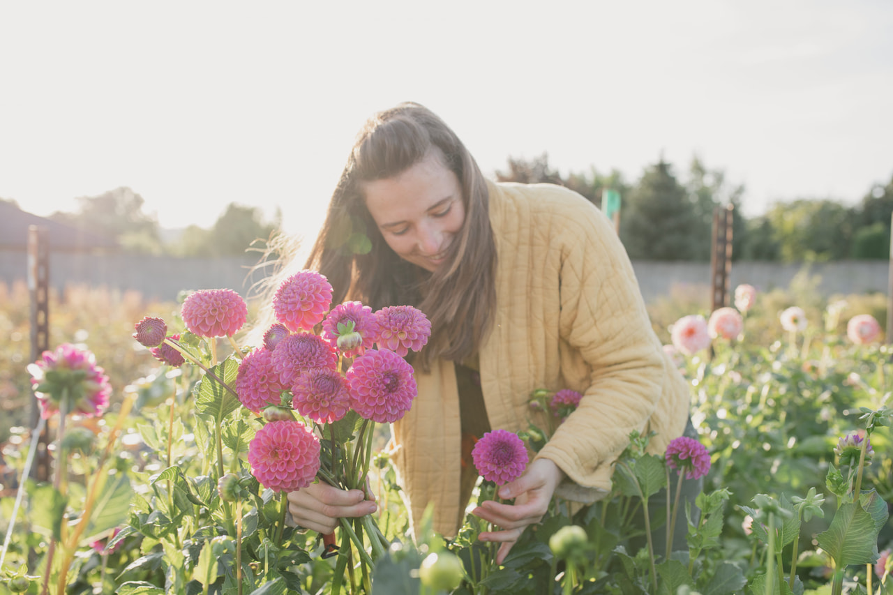 Daalia Caitlin’s Joy, Loukykvět