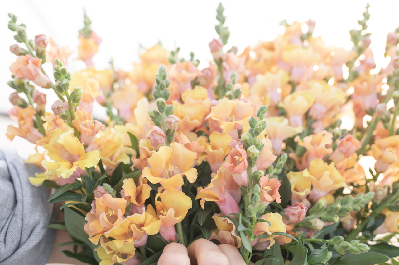 Leijonankita Frappe Apricot, Loukykvět