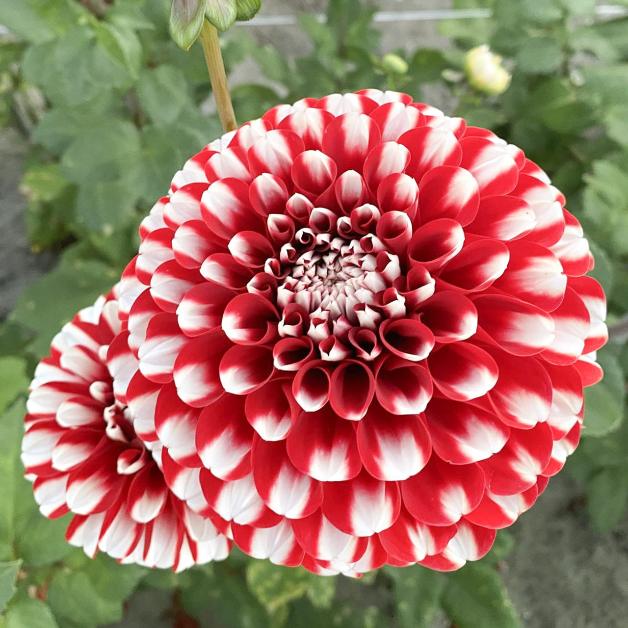 Dalia Cum Laude, Loukykvět