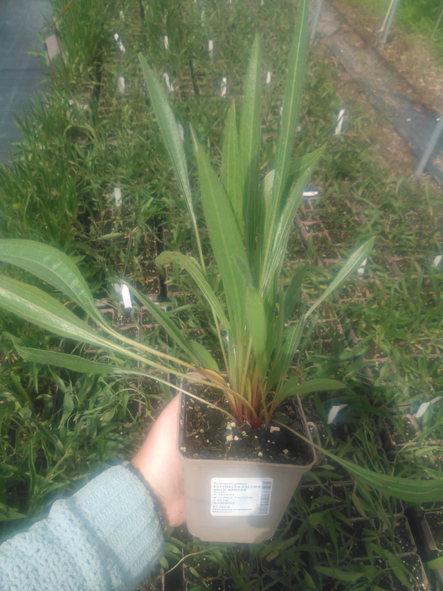 Punahattu Hula Dancer - 2024