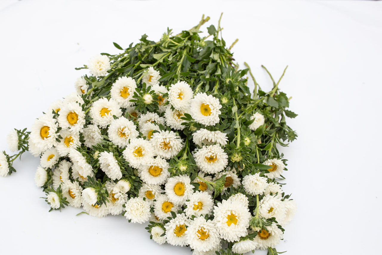 Kiinanasteri Matsumoto White, Loukykvět