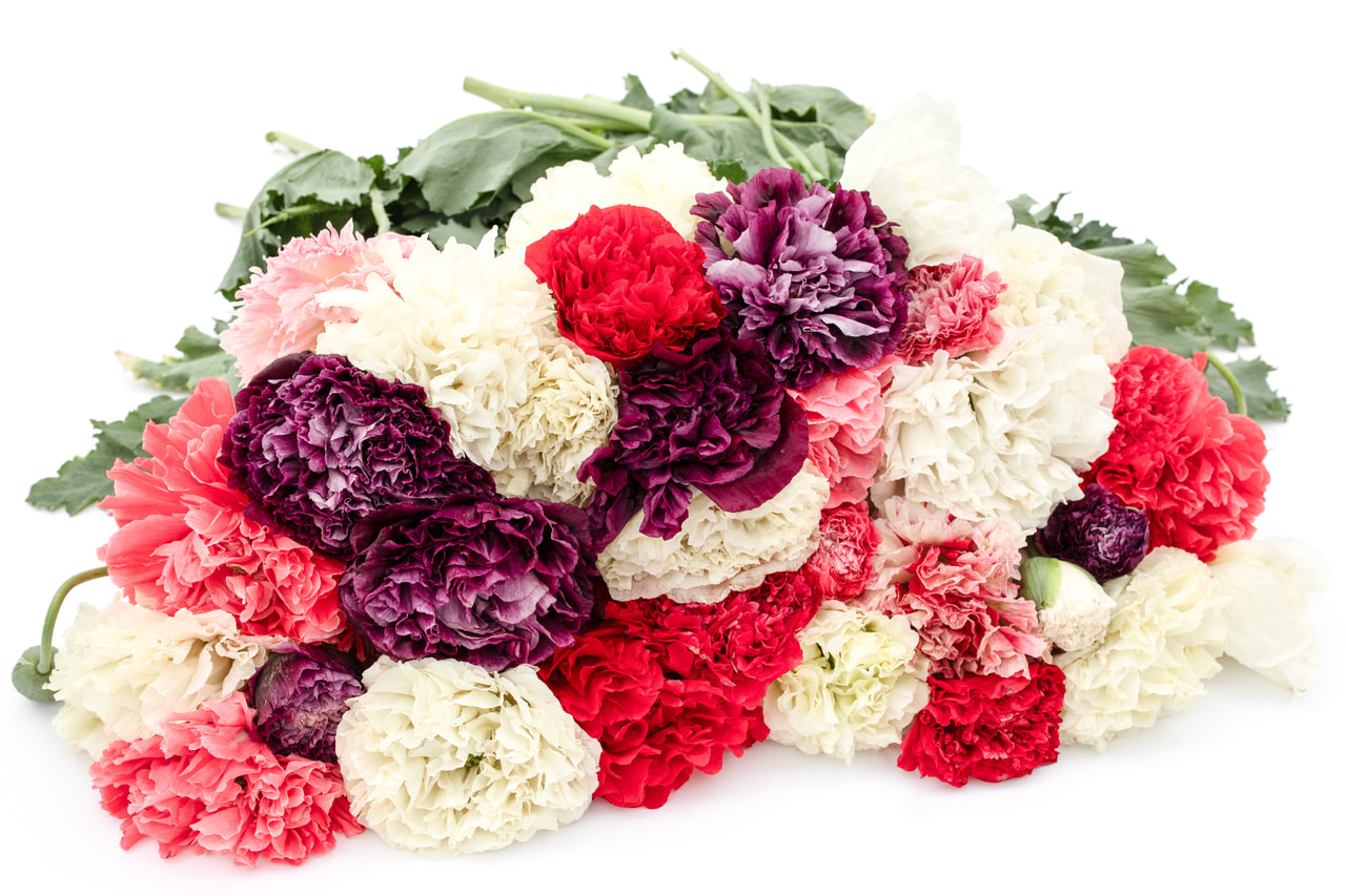 Amapola de peonía Antique Shades, Loukykvět