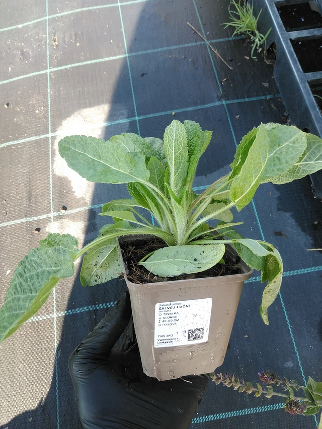 Aassalvei - 19. 8. 2025