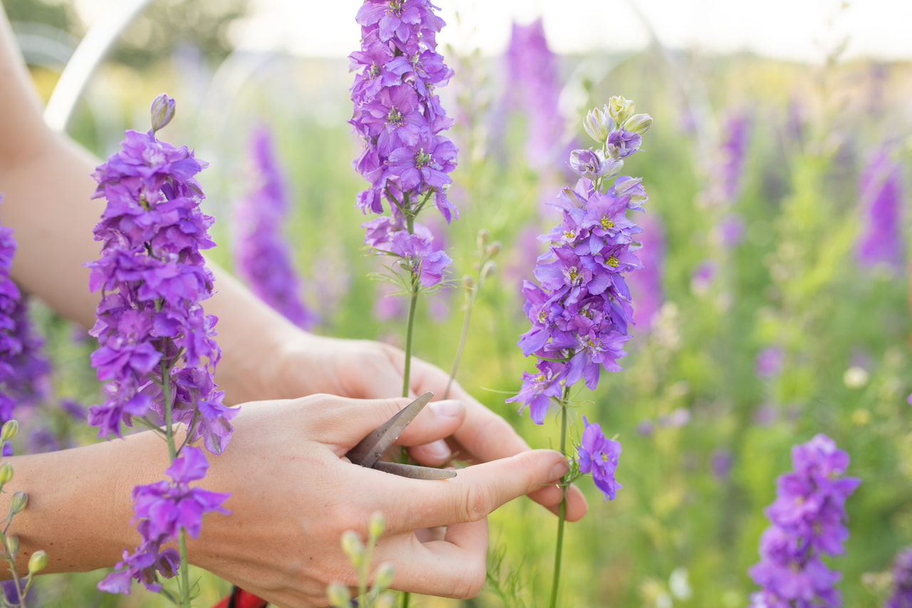 Larkspur QIS Lilac, Loukykvět