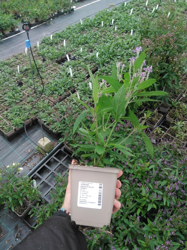 Verbena hastata Blue Spires - 2024