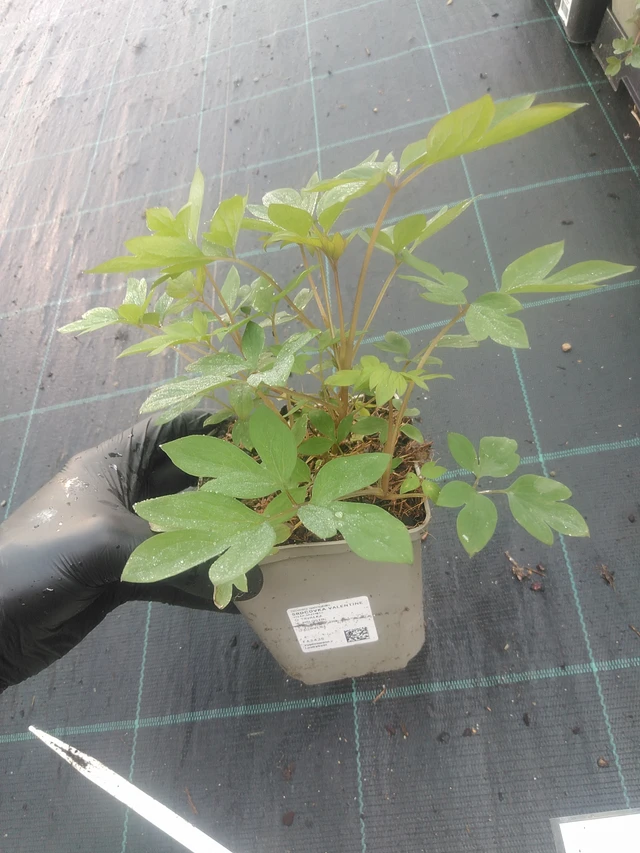 Särkynytsydän Valentine - 1. 9. 2025