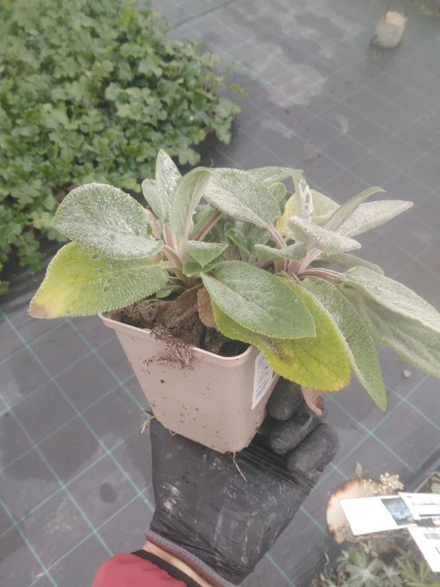 Nukkapähkämö Cottons Boll - 23. 10. 2025