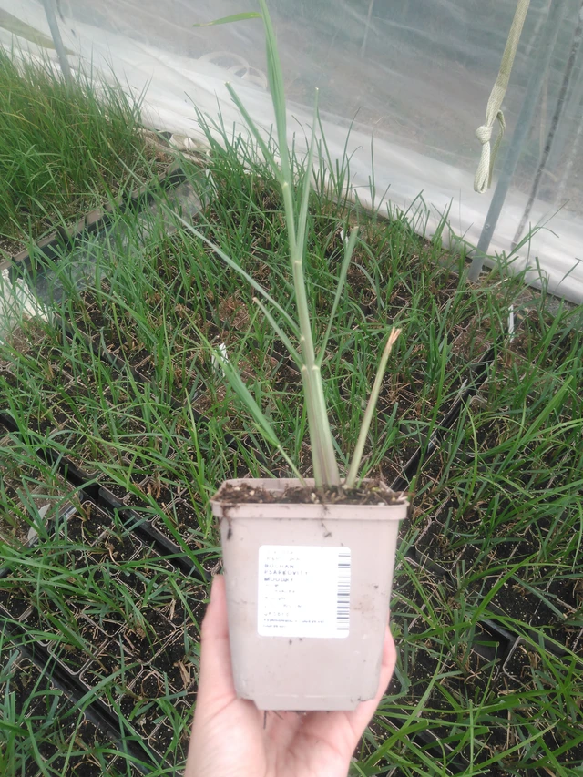 Sulkahirssi Moudry - 2024