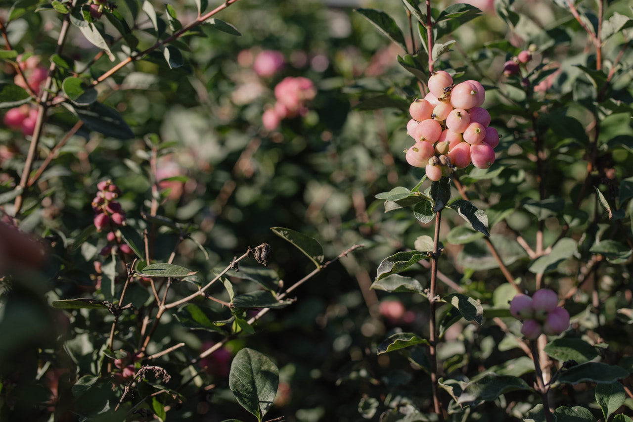 Lumimarja Magical Ruby Falls, Loukykvět
