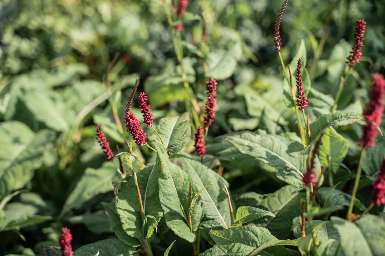 Tatar Dark Red, Loukykvět