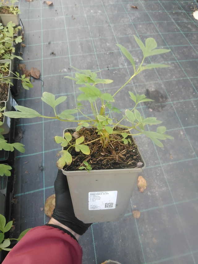 Corazón de María Alba - 13. 10. 2025