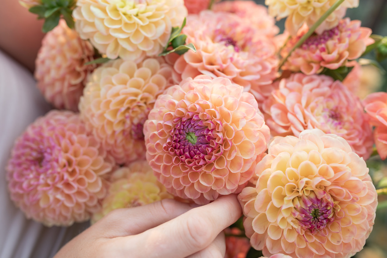 Daalia Jowey Nicky, Loukykvět