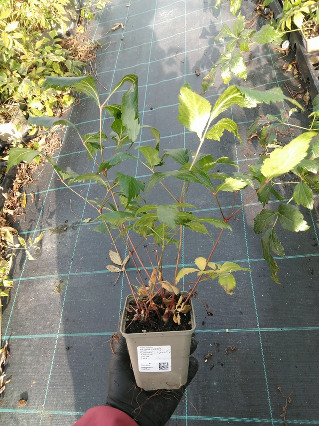 Jaloangervo Europa - 31. 10. 2025