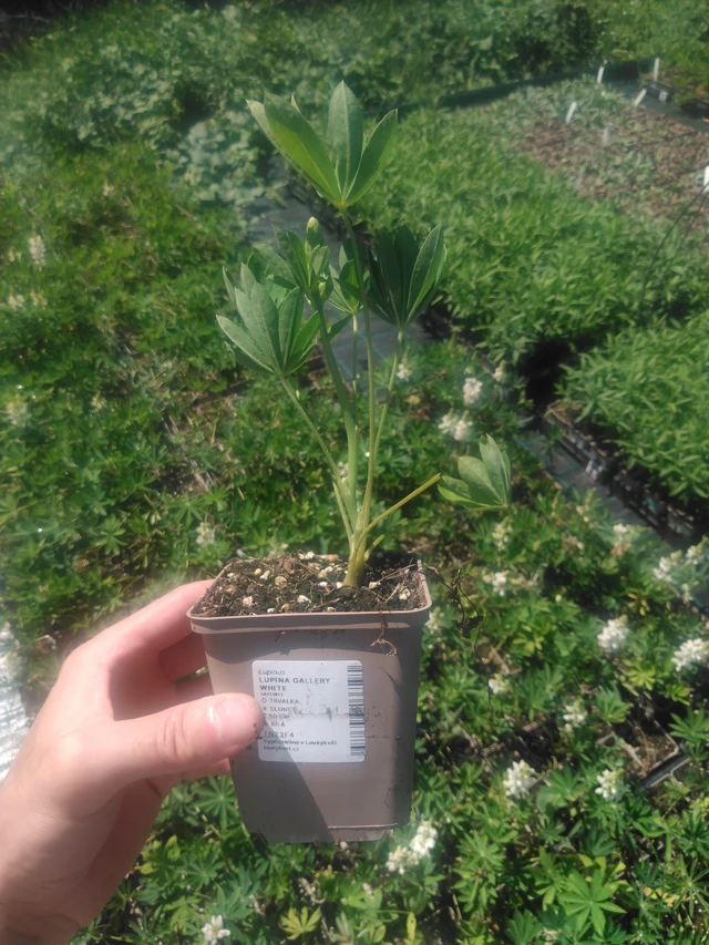 Lupino Gallery White - 2024