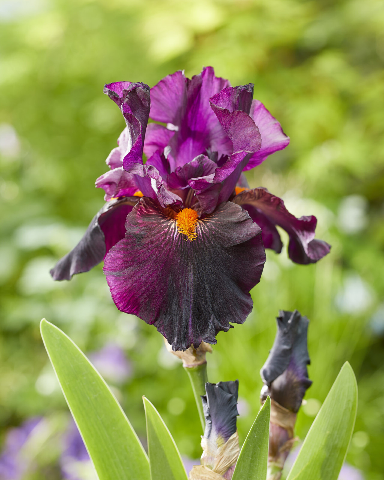 Kurjenmiekka Dracula's Kiss, Loukykvět