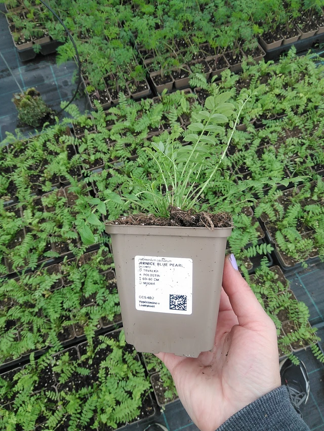 Sinilatva Blue Pearl - 9. 6. 2025