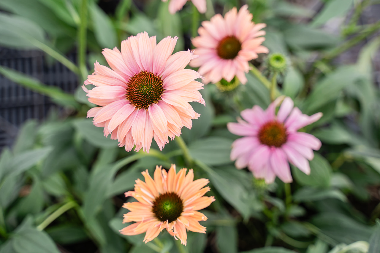 Echinacea SunSeekers Rainbow, Loukykvět