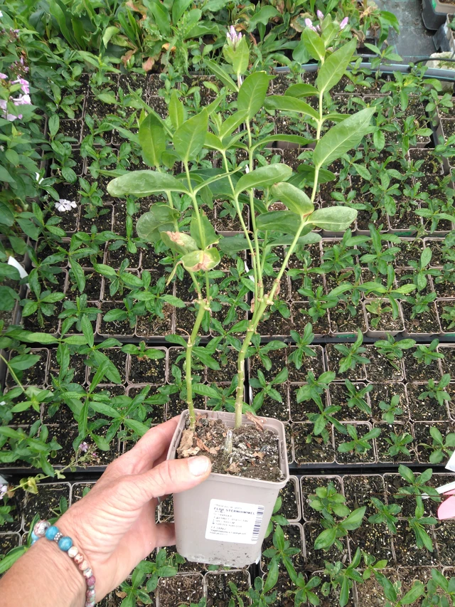 Leimu Sternhimmel - 2024