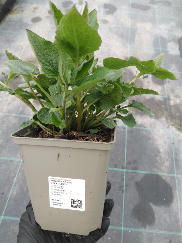 Brunnera macrophylla - 1. 4. 2026